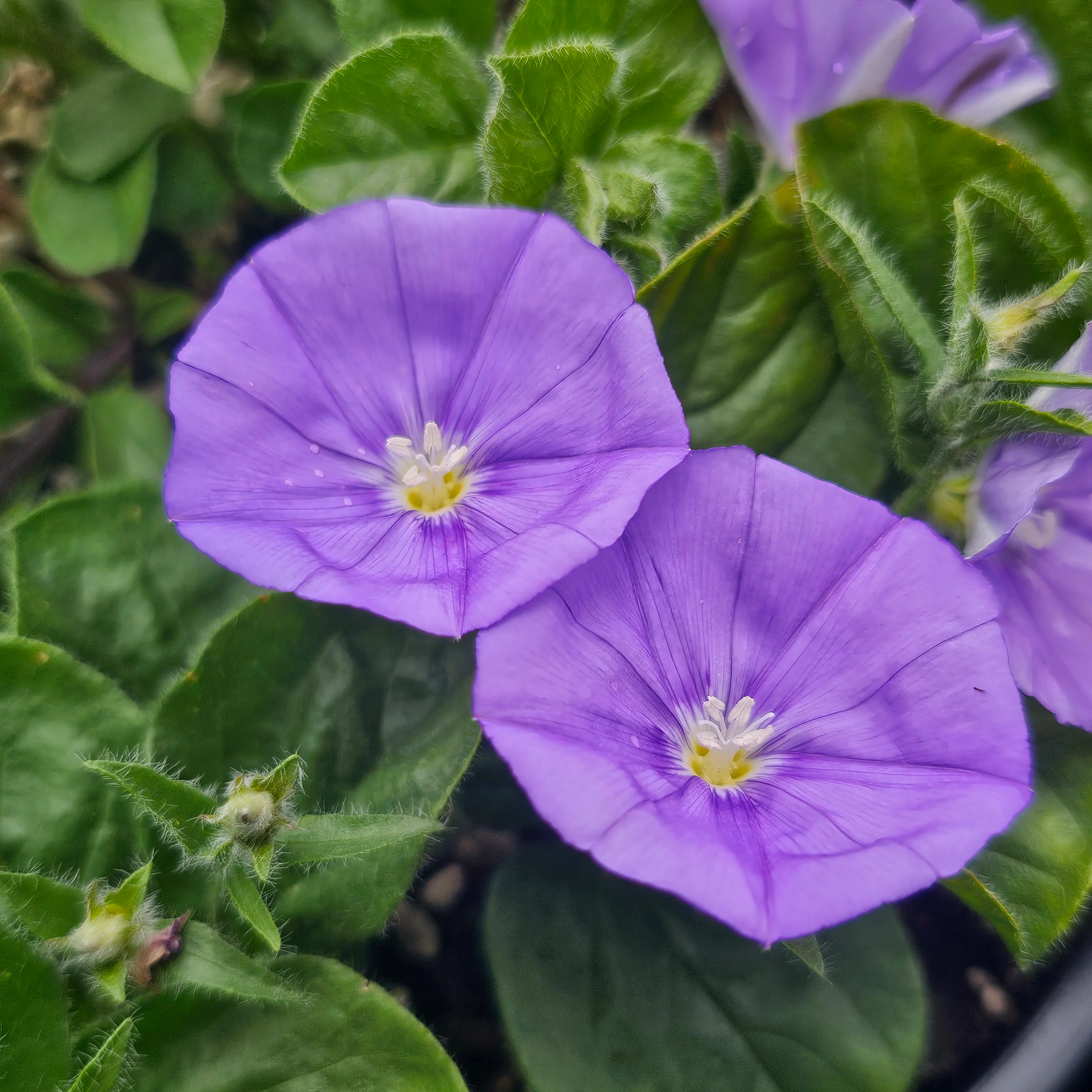 Plants In Stock